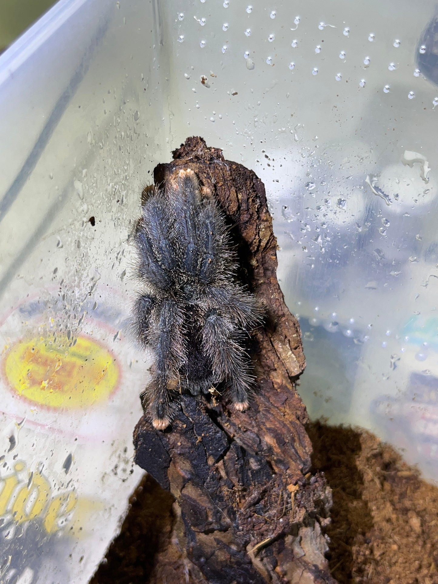 Avicularia avicularia M6 (Metallic Pink toe) 3-4-5 in females WC