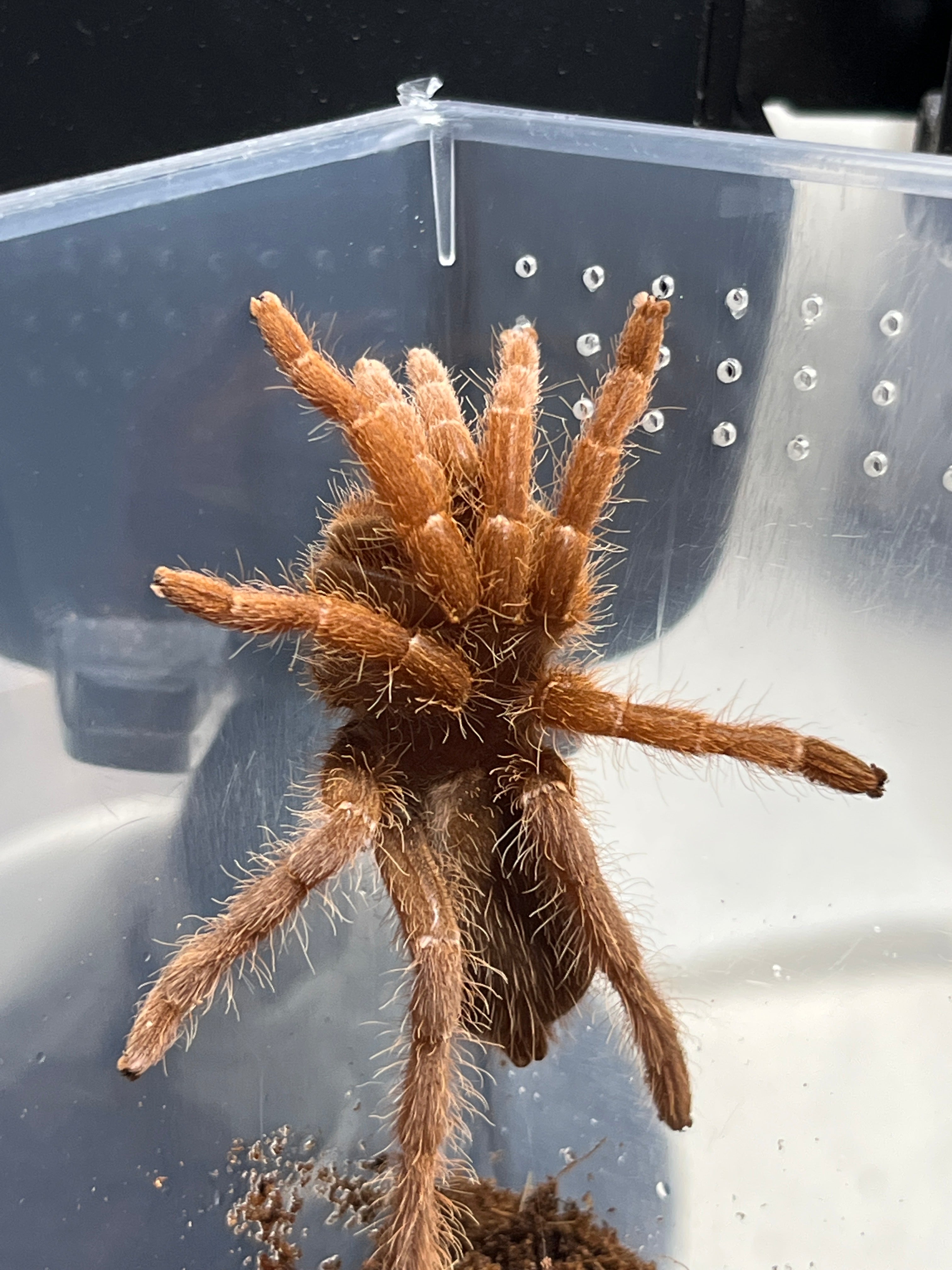 Pelinobius muticus (King Baboon) .75 – Franksbuggin661