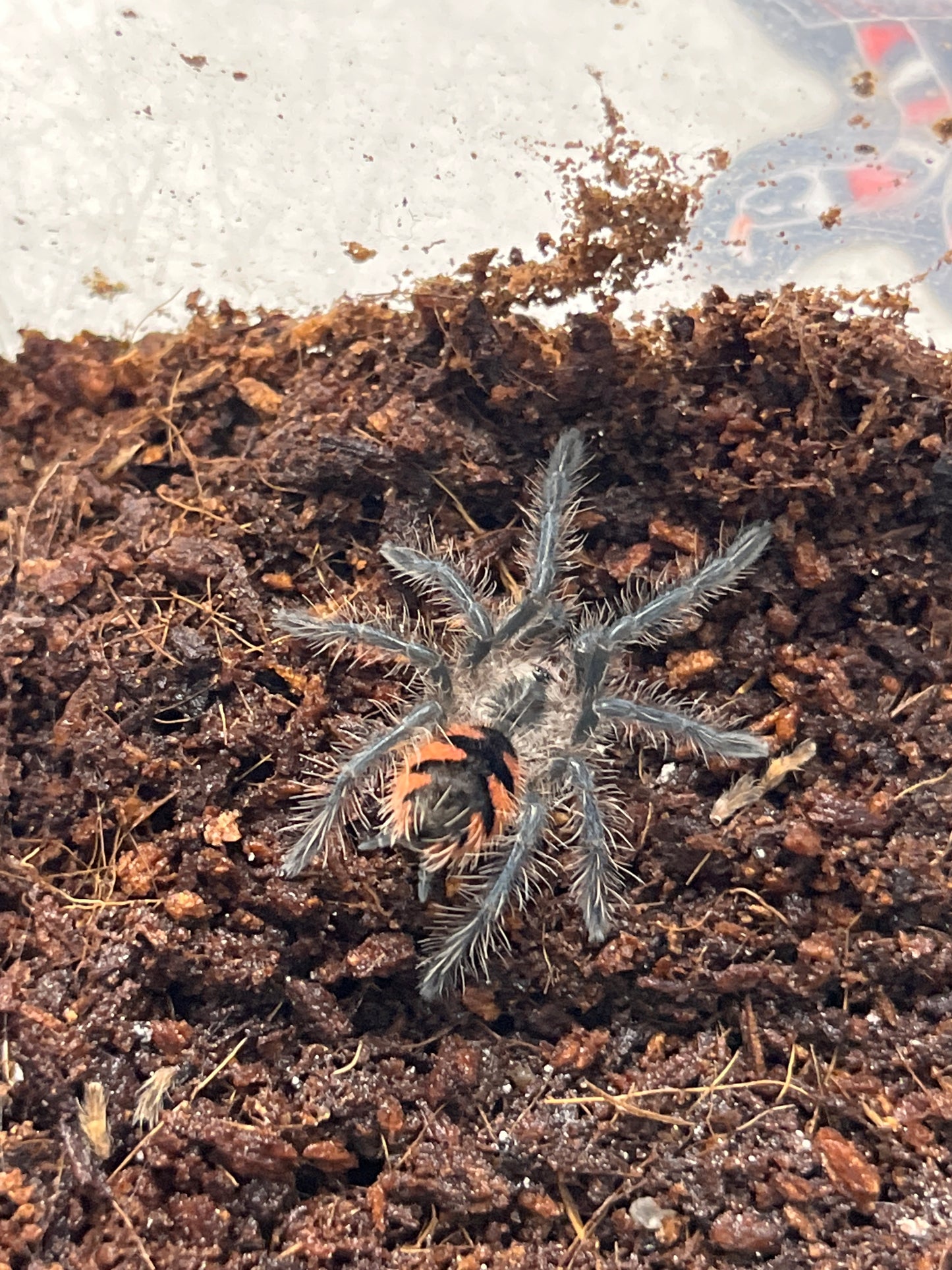 Pamphobeteus platyomma