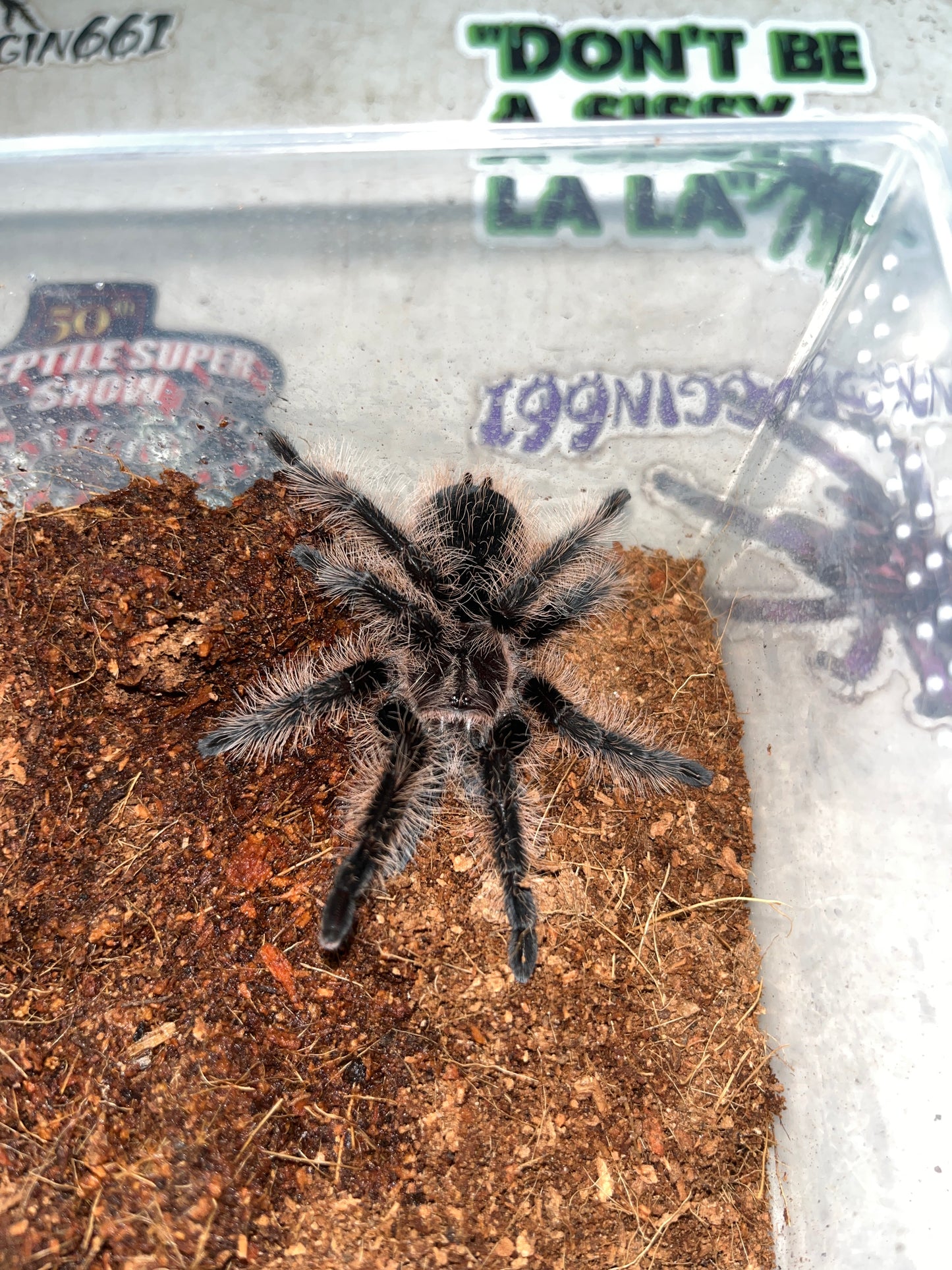 Tliltocatl Albopilosus (Nicaraguan) CB 3in