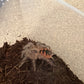 Pamphobeteus sp Santa Domingo Goliath