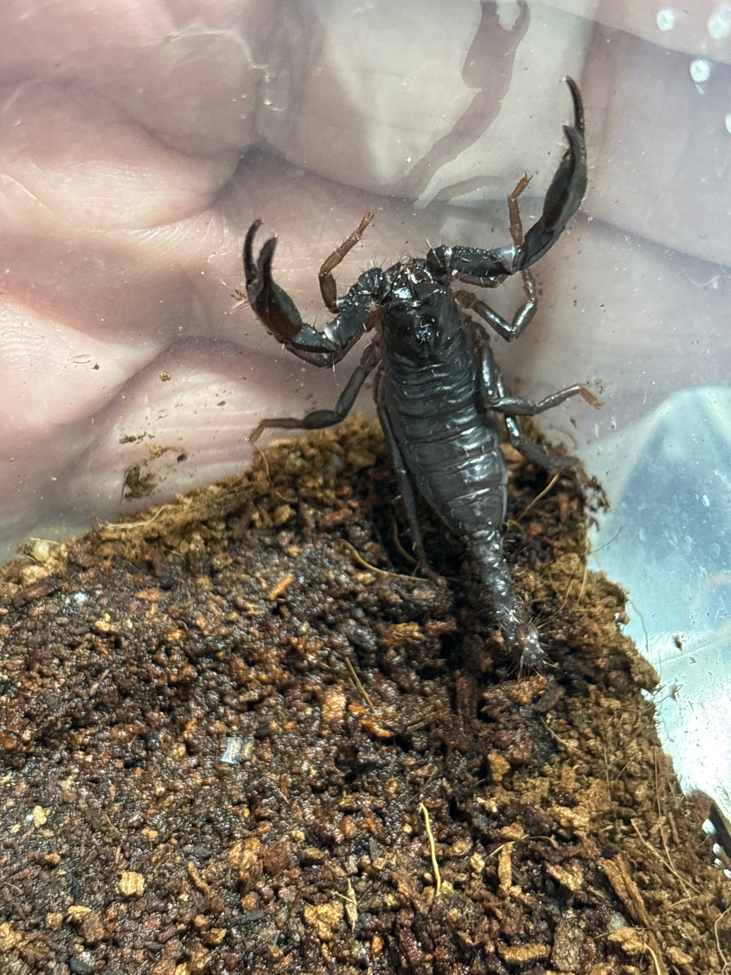 Heterometrus sp Giant Asian Forest Scorpion 1-2 inch