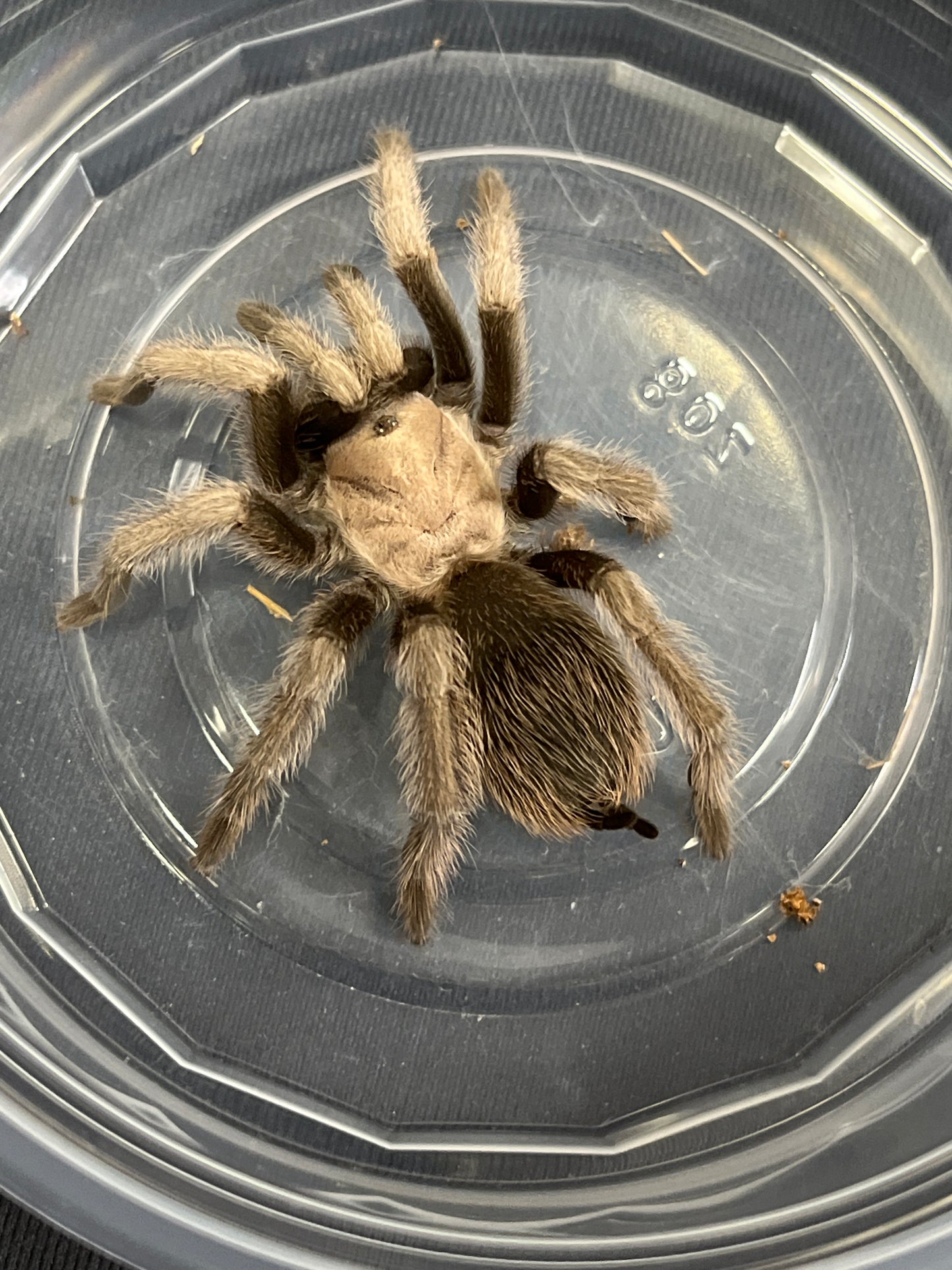 Aphonopelma iodius 2-3 inches