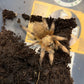 Aphonopelma moderatum 2 in