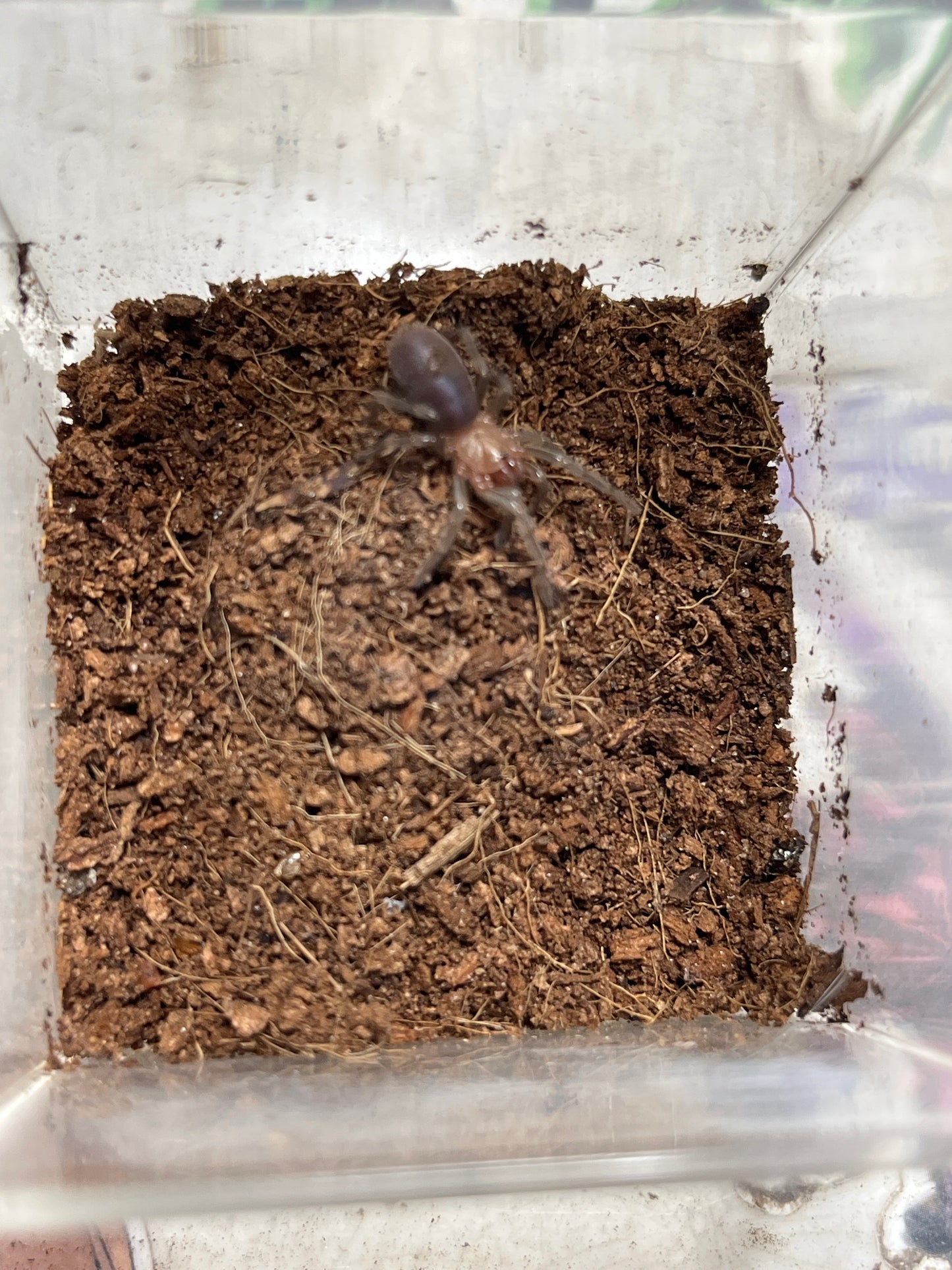 Theraphosinae sp. highland blue