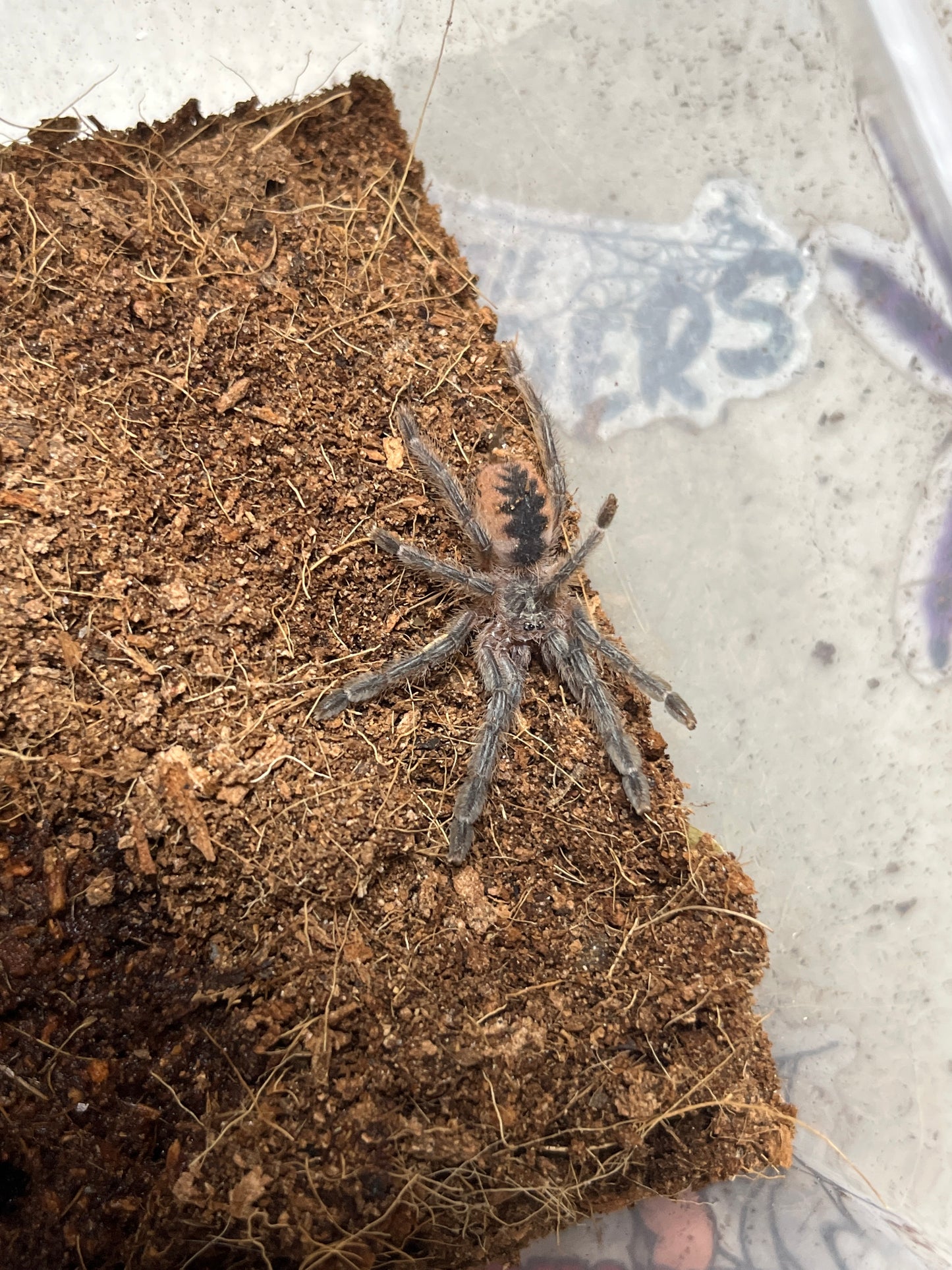 Psalmopoeus Ecclesiasticus 1.5 inch
