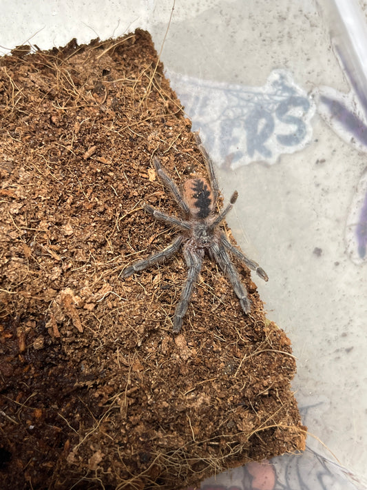 Psalmopoeus Ecclesiasticus 1.5 inch