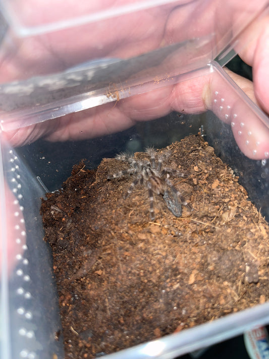 Poecilotheria Miranda