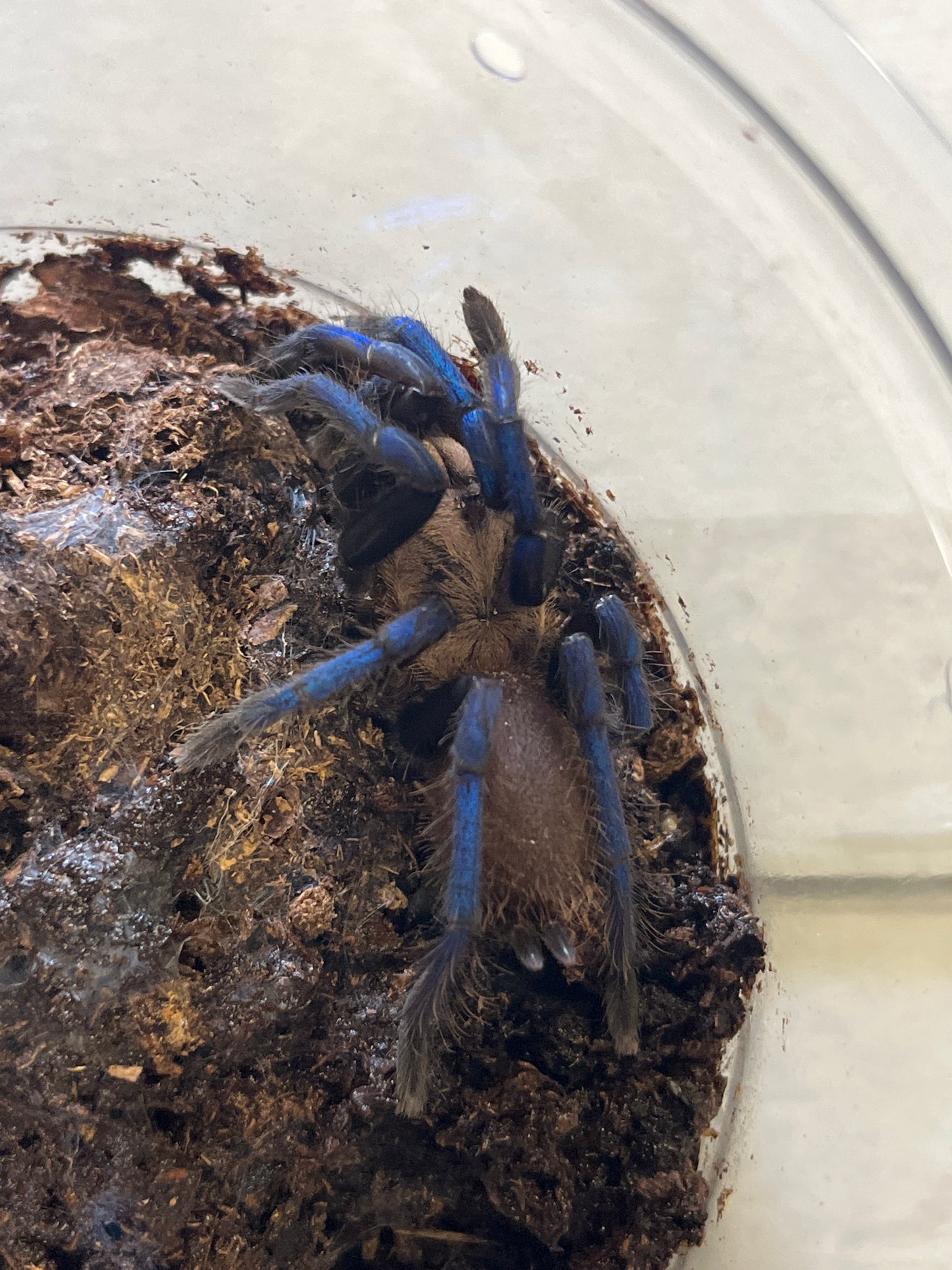 Birupes Simoroxigorum (Neon Blue Leg) 3 in