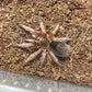 Grammostola Rosea Red (Rose Hair Red Color Form) female 1.75 in