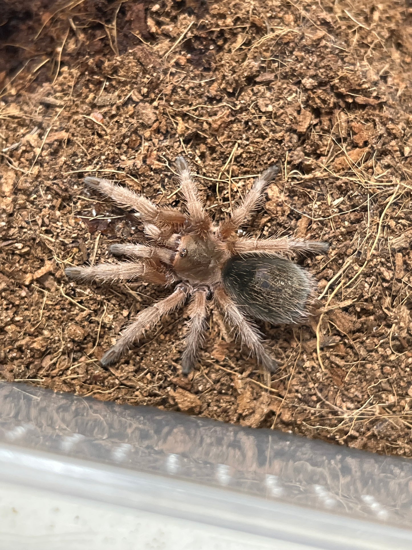 Grammostola Rosea Red (Rose Hair Red Color Form) female 1.75 in