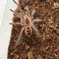 Pamphobeteus sp managera female