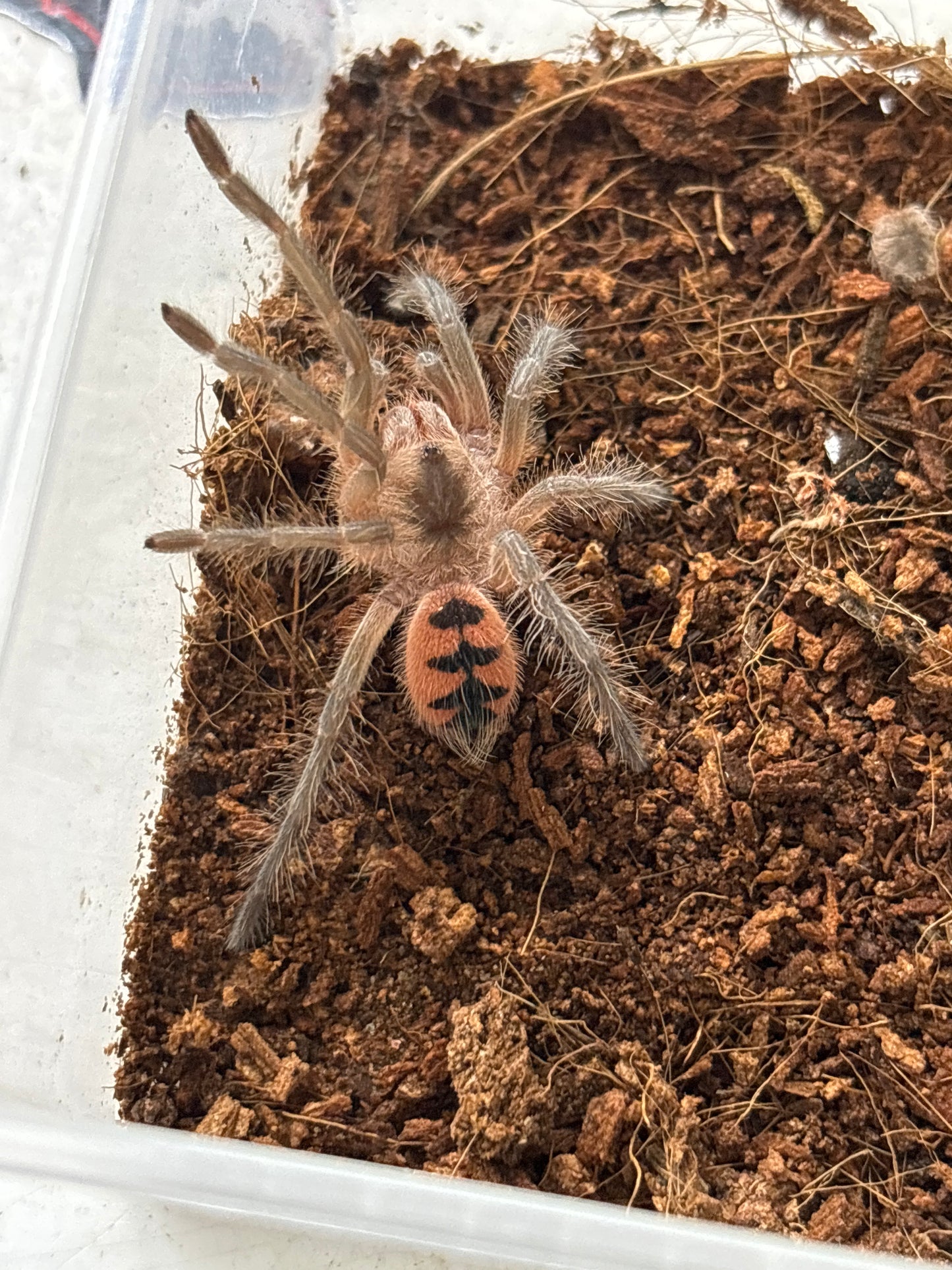 Pamphobeteus sp managera female