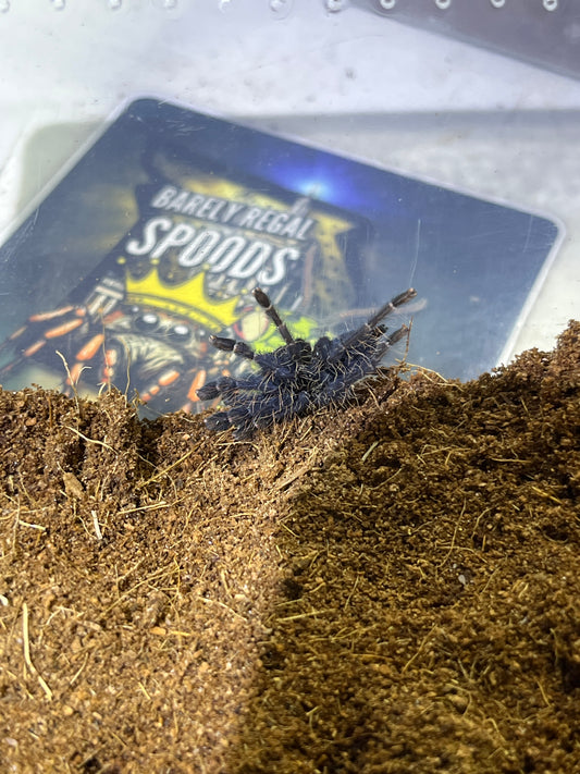 Phormingochilus Sabah red