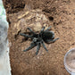 Grammostola quirogai