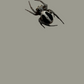 Stegodyphus lineatus .5