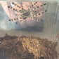 Poecilotheria Formosa (Salem Ornamental) 3 in