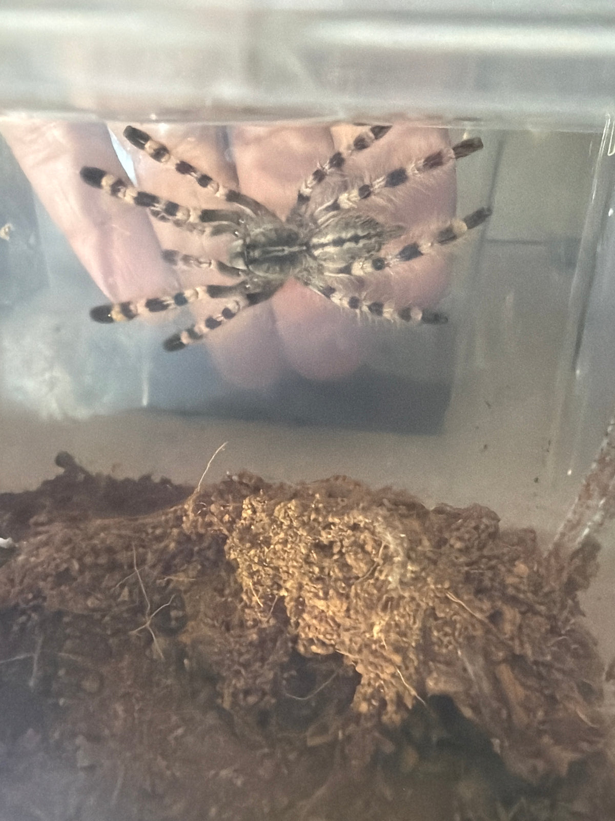 Poecilotheria Formosa (Salem Ornamental) 3 in