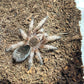 Grammostola Rosea Red (Rose Hair Red Color Form) female 1.75 in