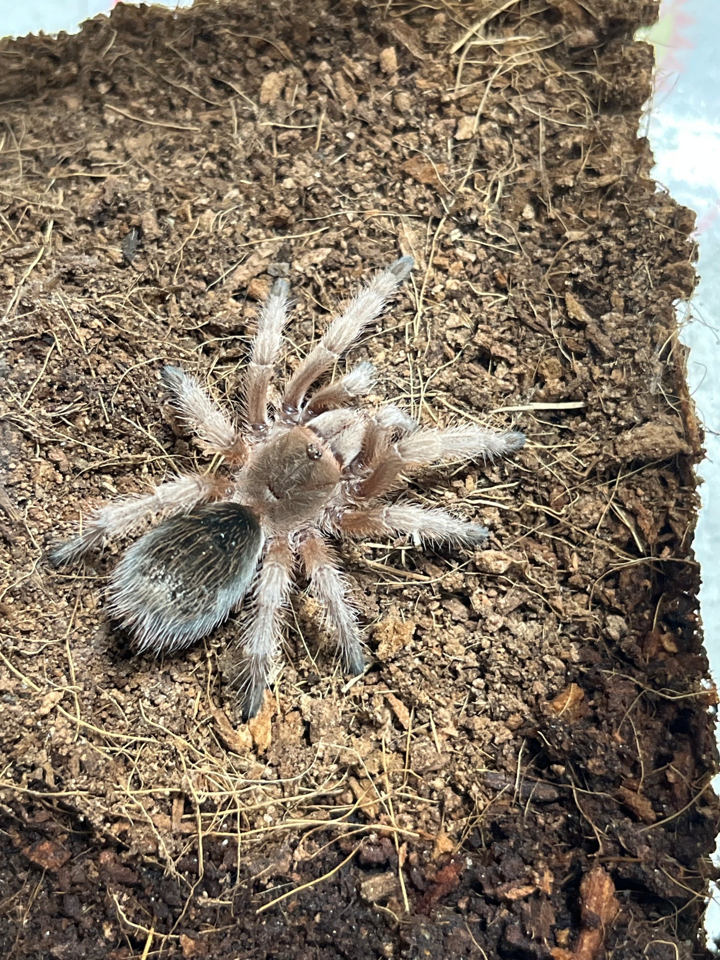 Grammostola Rosea Red (Rose Hair Red Color Form) female 1.75 in