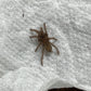 Pelinobius muticus  (King Baboon) .75