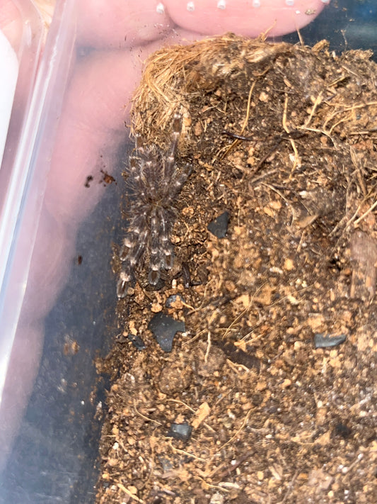 Poecilotheria striata