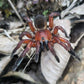 Idiophthalma sp Red