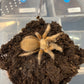 Aphonopelma moderatum 2 in