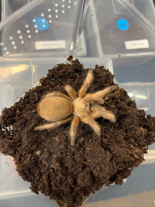 Aphonopelma moderatum 2 in