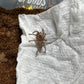 Pelinobius muticus  (King Baboon) .75