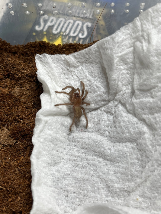 Pelinobius muticus  (King Baboon) .75