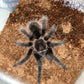 Tliltocatl Albopilosus (Nicaraguan) CB 3in