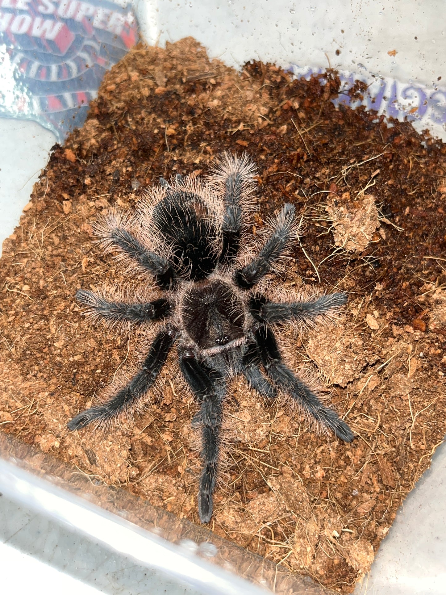 Tliltocatl Albopilosus (Nicaraguan) CB 3in