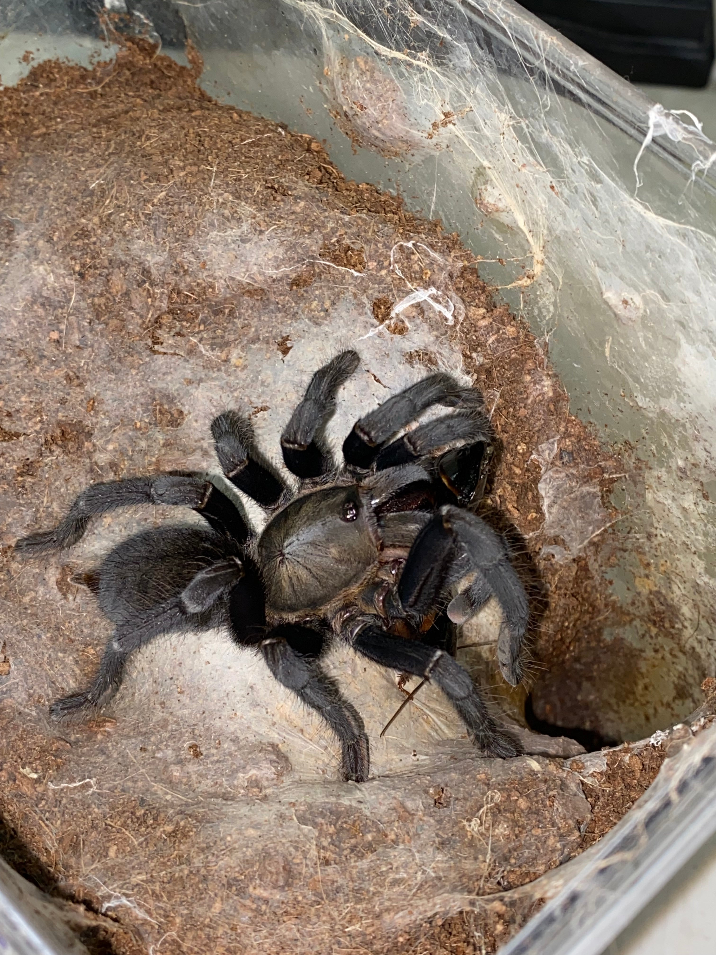 Cyriopagopus sp Big Black