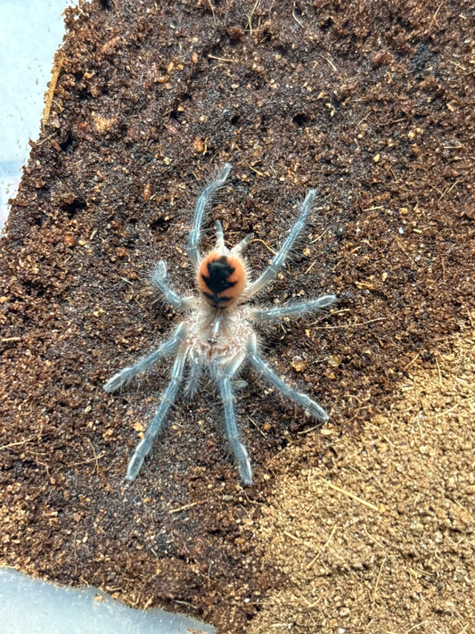 Pamphobeteus sp. flammifera 1 in
