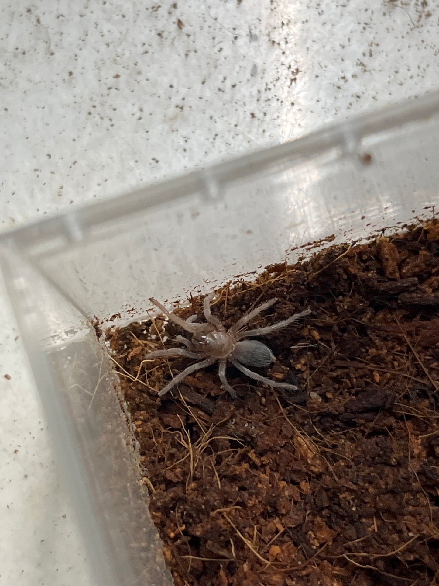 Aphonopelma burica