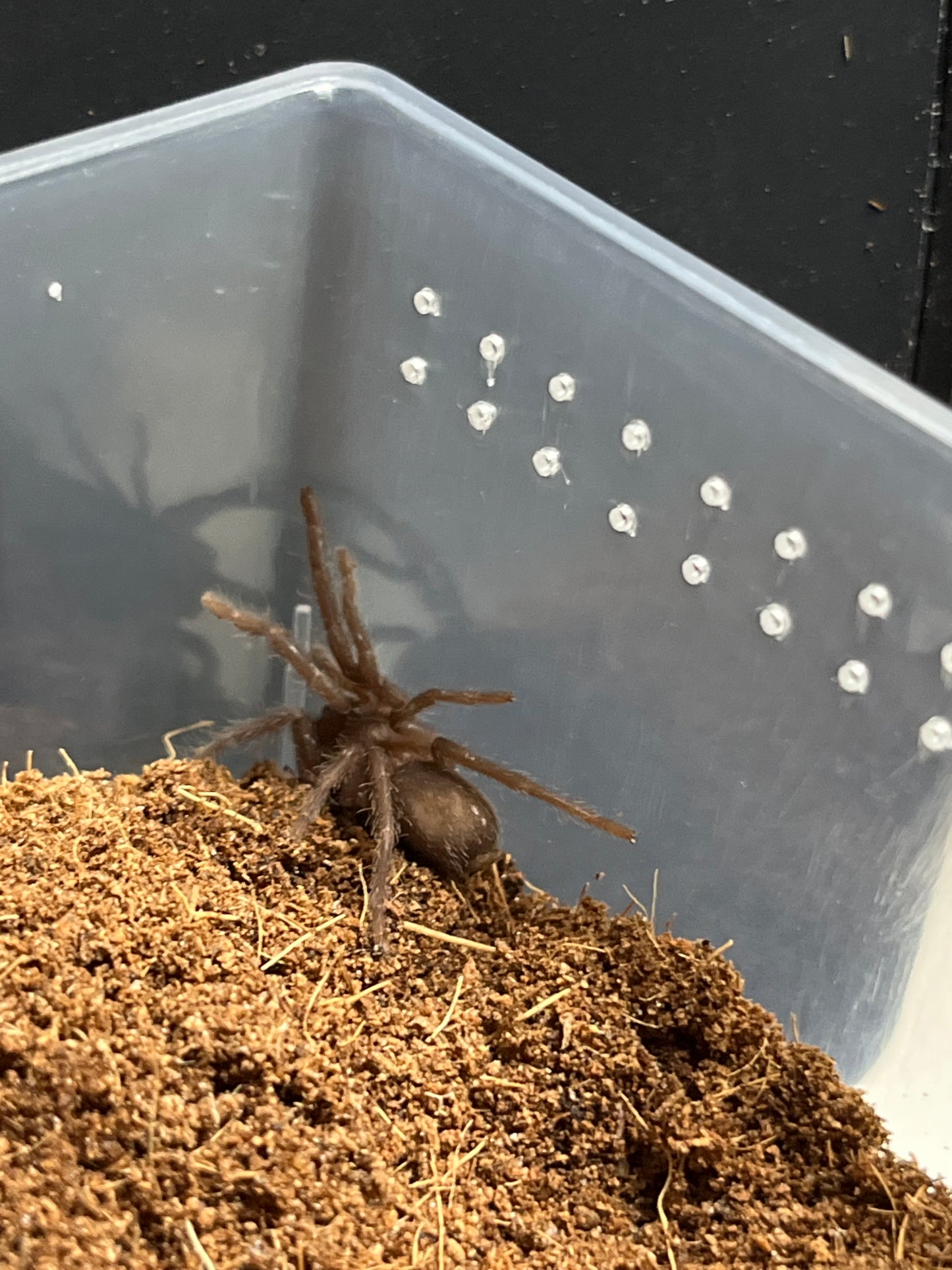 Selenocosmiinae sp kordillera 1 inch