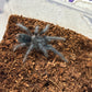 Phormictopus Dominican Purple 2in