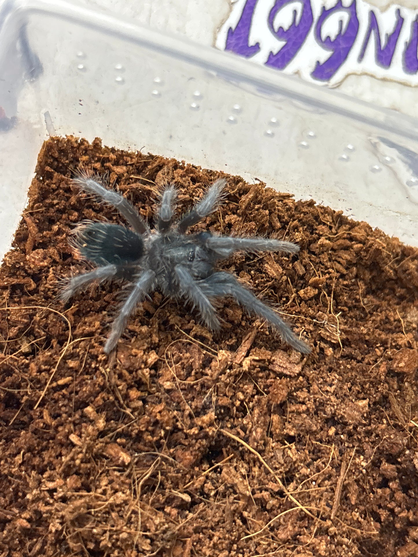 Phormictopus Dominican Purple 1.5 in female