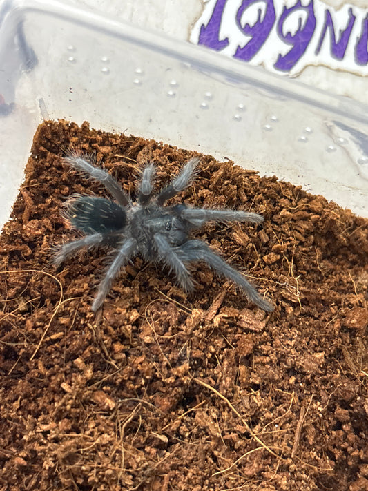 Phormictopus Dominican Purple 1.5 in female