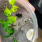 Phidipus regius