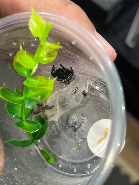 Phidipus regius