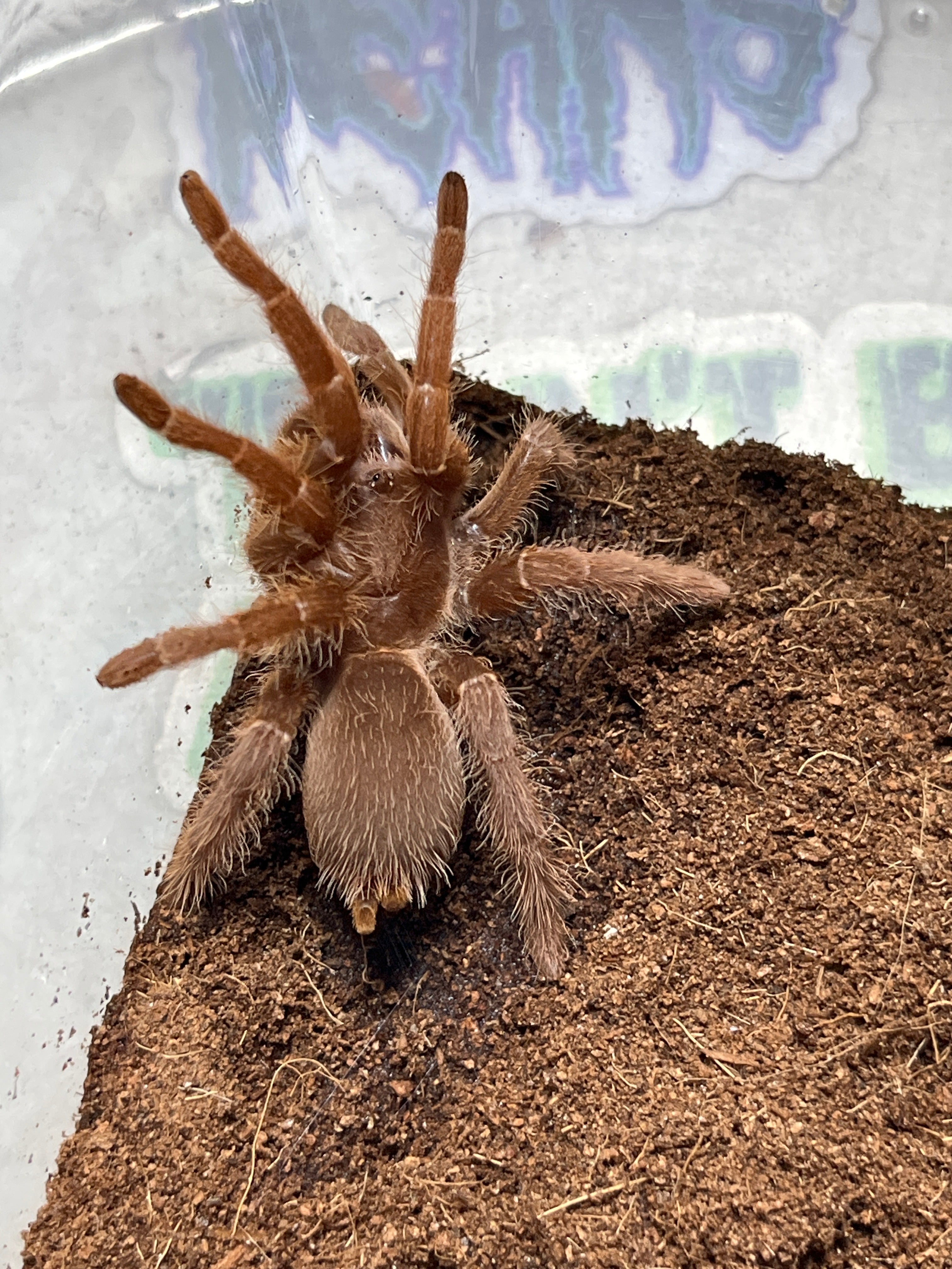 Pelinobius muticus (King Baboon) .75 – Franksbuggin661