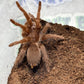 Pelinobius muticus  (King Baboon) .75