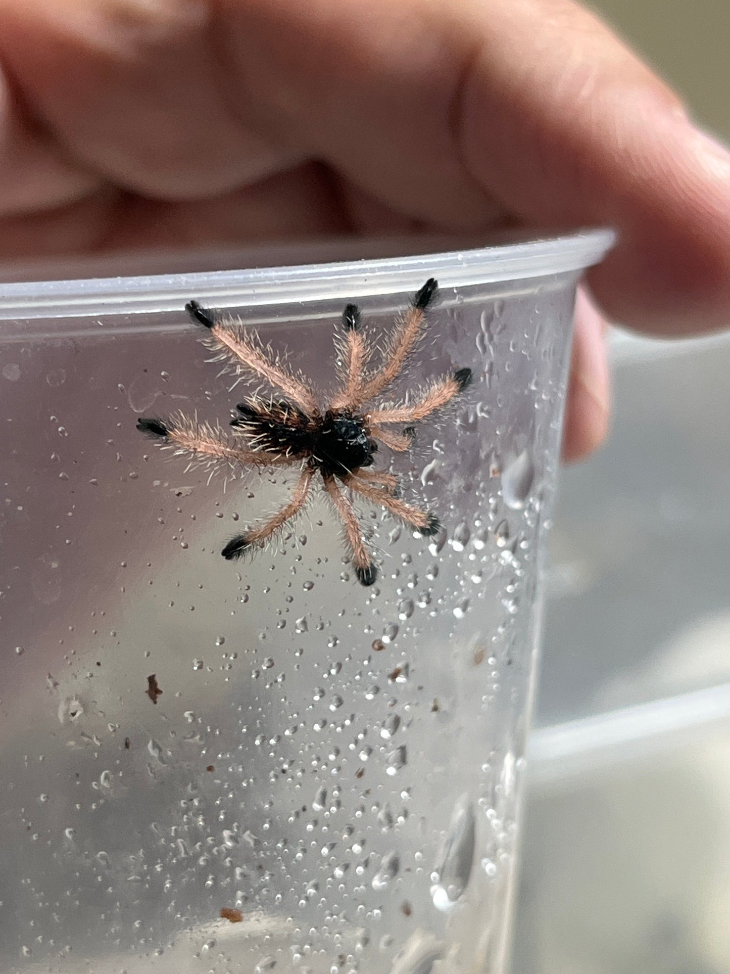 Avicularia Avicularia M1