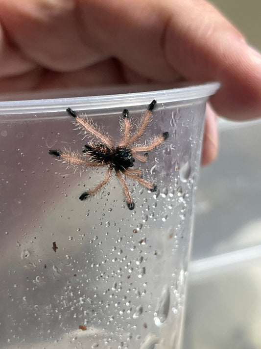 Avicularia Avicularia M1