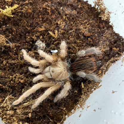 Aphonopelma sp Diamond Back (Dessert Diamondback) 1in