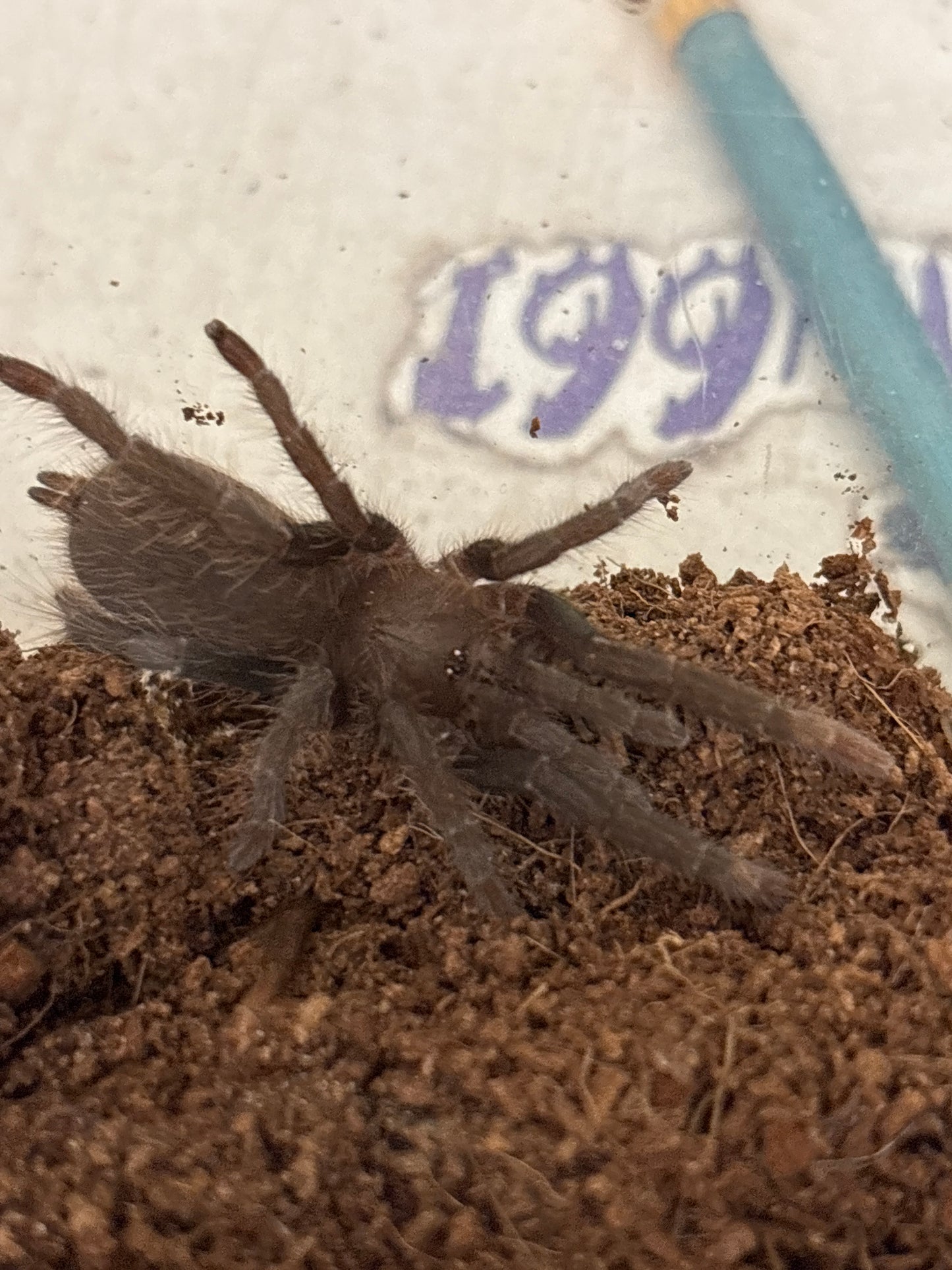 Hysterocrates Gigas (Cameroon Red Baboon Spider) 1.5 inch