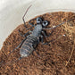 Typopeltis guangxiensis (Guangxi vinegaroon) 2-3 inch