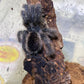 Avicularia avicularia M6 (Metallic Pink toe) 3-4-5 in females WC